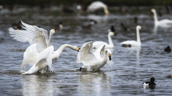 Tundra Swan, Bewick's Swan, Cygnus columbianus at winter in Slimbridge, England, United Kingdom, Europe