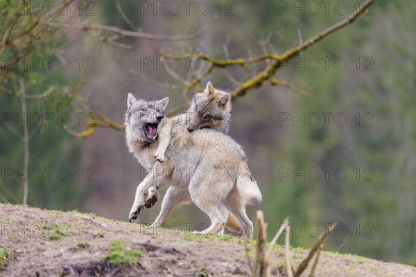 Two grey wolves (Canis lupus lupus) playing on a hill and showing social behaviour
