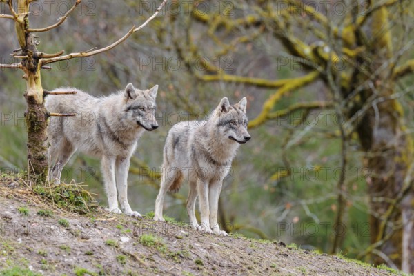 Two grey wolves (Canis lupus lupus) stand on a hill and watch something