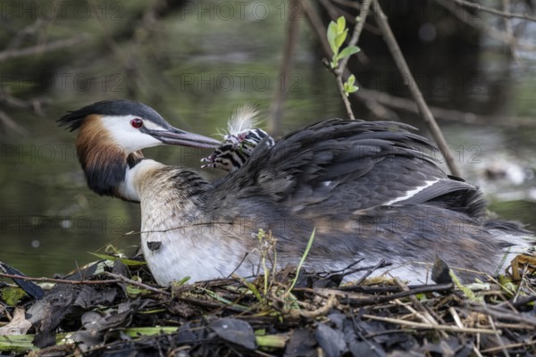 Great Crested Grebe (Podiceps Scalloped ribbonfish) with juveniles, Emsland, Lower Saxony, Germany, Europe
