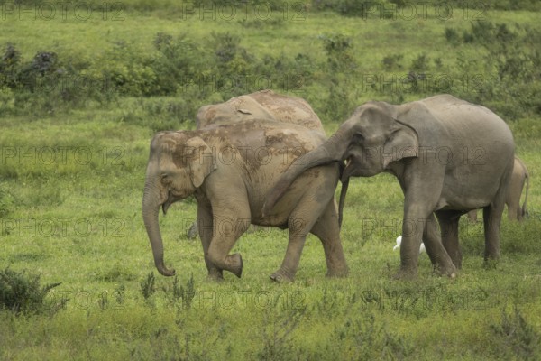 Indian elephants (Elephas maximus indicus) and gaur (Bos gaurus), Khiri Khan, Hua Hin, Kui Buri National Park, Thailand, Asia