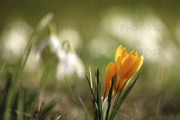 Crocus blossom with beautiful bokeh, early March, Germany, Europe