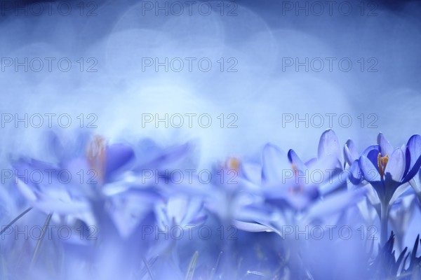 Crocus blossom with beautiful bokeh, early March, Germany, Europe