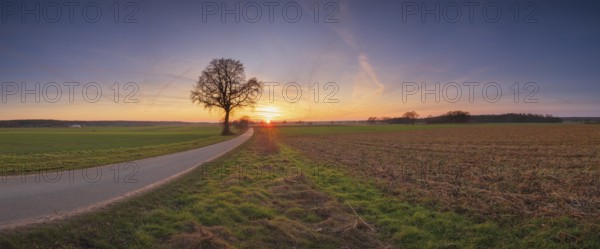 View along a road to a solitary tree in an agricultural environment with blue sky streaked with vapour trails at sunset, Panorama, Schneeren, Neustadt am Rübenberge, Hanover Region, Lower Saxony, Germany, Europe