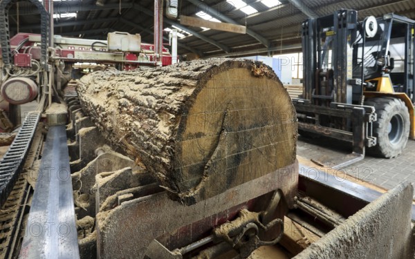 Solingen, North Rhine-Westphalia, Germany - Oak logs on the bandsaw in the sawmill, construction timber is scarce and expensive, carpentry and joinery companies are struggling with rapidly rising raw timber prices in times of the coronavirus crisis, and large quantities of logs are being exported to China and the USA