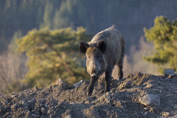 One wild boar or wild pig (Sus scrofa) walking over a hilly opening