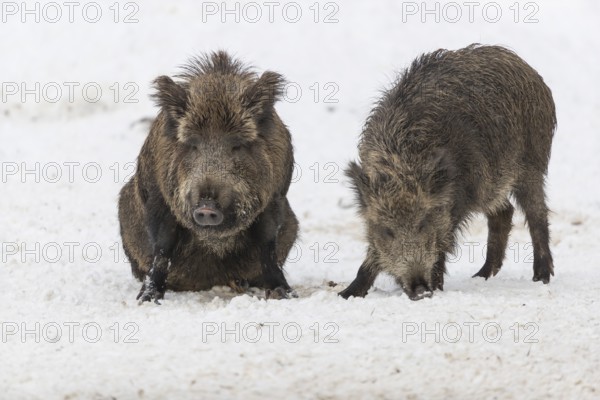 Wild boar or wild pig (Sus scrofa), walking on snowy ground, trees in the background