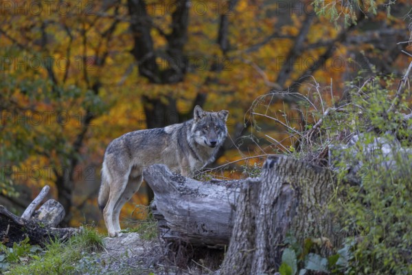 One eurasian gray wolf (Canis lupus lupus) standing between logs on a small hill with a bright and colourful fall foliage in the background