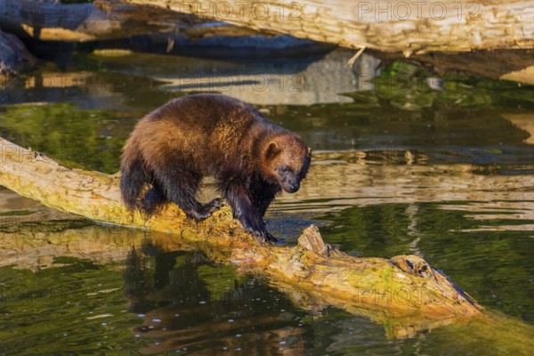 One wolverine (Gulo gulo) runs along a log lying in the water