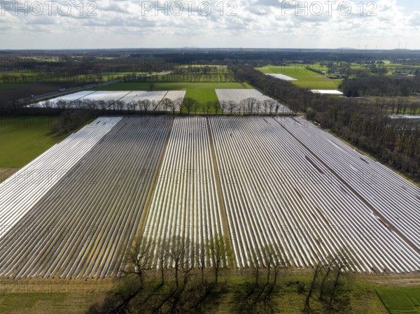 Wesel, North Rhine-Westphalia, Germany, Harvest workers from Eastern Europe harvest the first asparagus of the season in a field, Europe