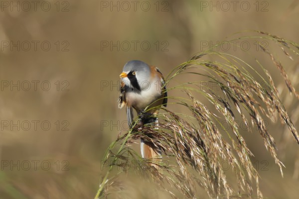 Bearded tit or reedling (Panurus biarmicus) adult male bird preening on a reed seedhead in a reedbed, England, United Kingdom, Europe