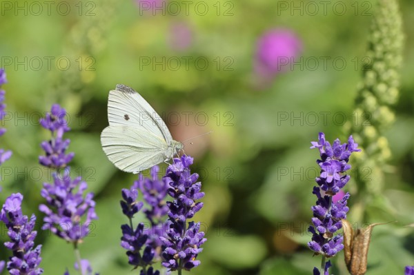 A Cabbage butterfly (Pieris brassicae) sucking nectar on the flower of true lavender (Lavandula angustifolia), in a natural environment in the wild, nice bokeh in the background, wildlife, insects, butterflies, butterflies, Wilnsdorf, North Rhine-Westphalia, Germany, Europe