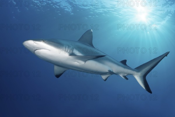 Grey reef shark (Carcharhinus amblyrhynchos), shark backlit by the sun, Great Barrier Reef, Great Barrier Reef, Unesco World Heritage Site, Coral Sea, Pacific Ocean, Cairns, Queensland, Australia, Oceania