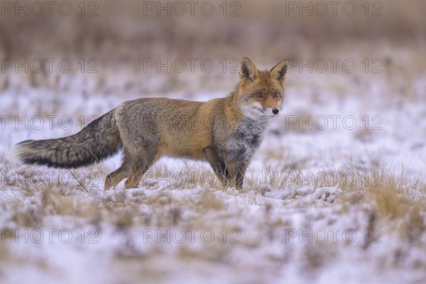 Red fox (Vulpes vulpes), foraging in a meadow covered with snow, biosphere reserve, Swabian Alb, Baden-Württemberg, Germany, Europe