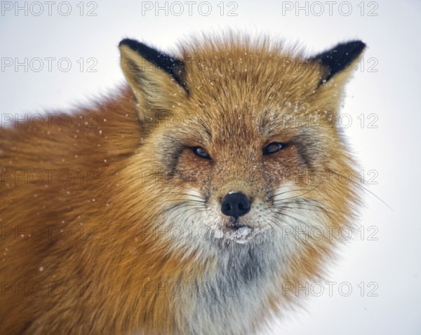 Red fox (Vulpes vulpes), winter, portrait, ice crusts and snowflakes on the face, Yukon Territory, Canada, North America