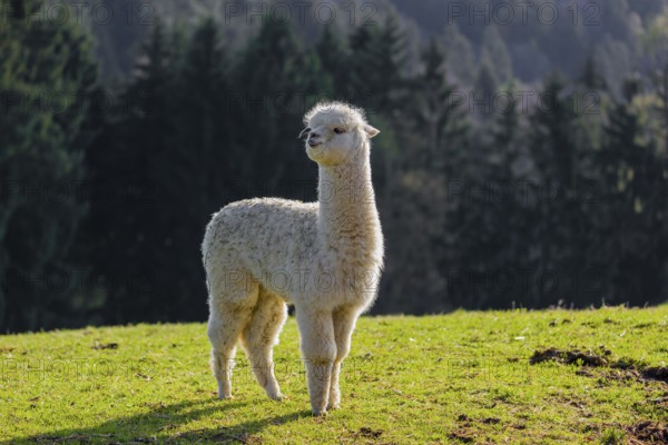 One young white Alpaca (Vicugna pacos) stands on a green meadow . A forest is in the distant background