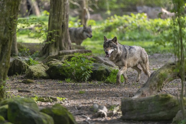 Two eurasian gray wolves (Canis lupus lupus) running through an open forest. Watching something on the left side. Rocks, logs and green vegetation in the background
