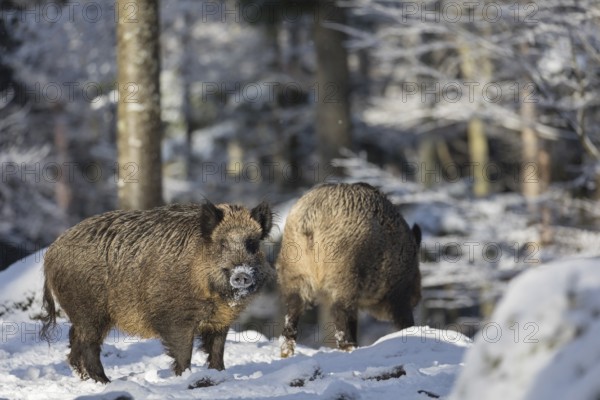 Wild boar or wild pig (Sus scrofa), walking through snow covered forest