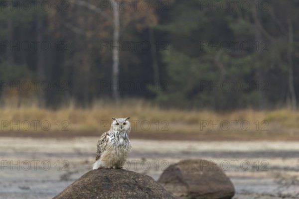 One Siberian Eagle Owl (Bubo bubo sibiricus) sitting on a rock at a dry lakeshore on an autumnal misty cold morning