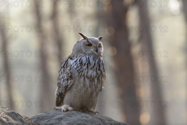 One Siberian Eagle Owl (Bubo bubo sibiricus) sitting on a rock in a forest