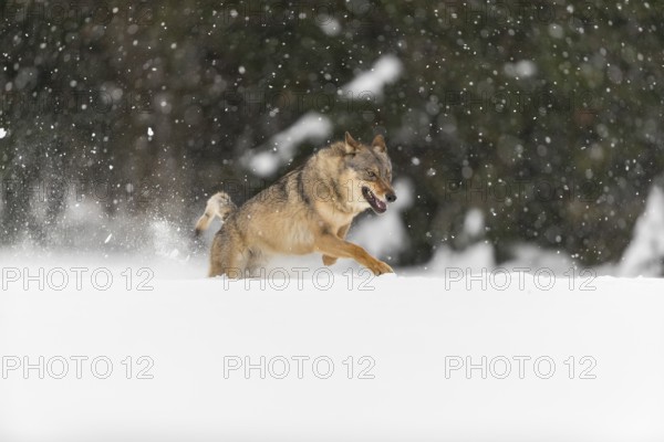 One male eurasian gray wolf (Canis lupus lupus) running thru deep snow during snow fall. A forest in the background