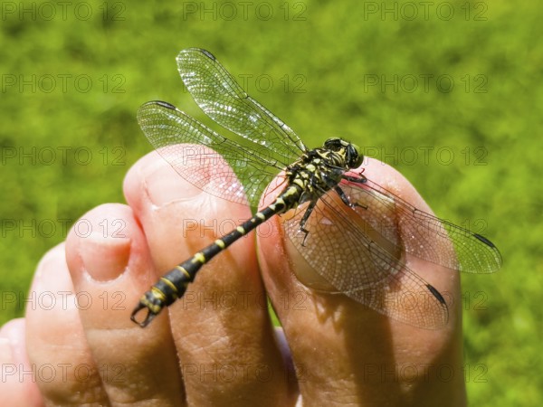 Onychogomphus forcipatus (Onychogomphus forcipatus) sitting on foot toe, Lake Neubeur, Bavaria, Germany, Europe