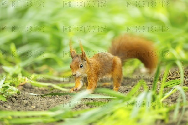Red squirrel (Sciurus vulgaris) in a forest, Bavaria, Gernany
