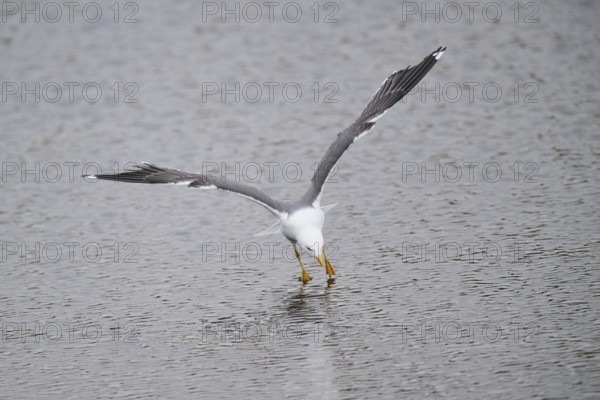 Yellow-legged gull (Larus michahellis) landing in the water, Düne, Helgoland, Schleswig-Holstein, Germany, Europe