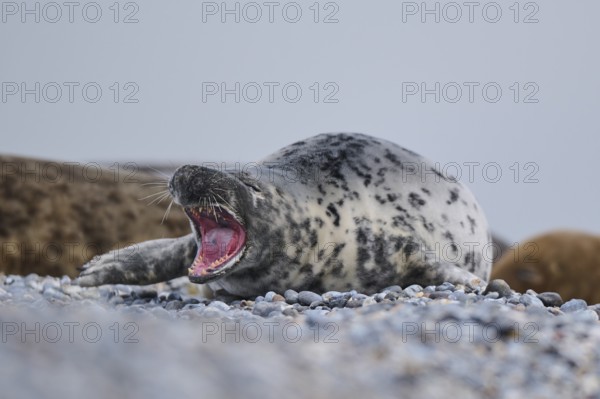 Grey seal (Halichoerus grypus) on the beach, Düne, Helgoland, Schleswig-Holstein, Germany, Europe