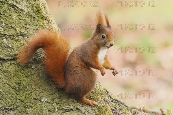 Squirrel (Sciurus vulgaris) sitting attentively on a tree trunk in an autumn forest, Hesse, Germany, Europe