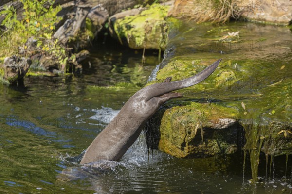 One giant otter or giant river otter (Pteronura brasiliensis) jumping down into the river from a mossy rock above a little cascade
