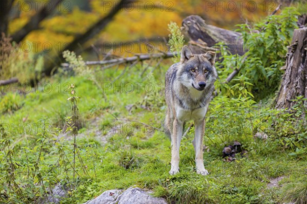One eurasian gray wolf (Canis lupus lupus) stands on a hill, observing the area. A forest in fall colours in the background