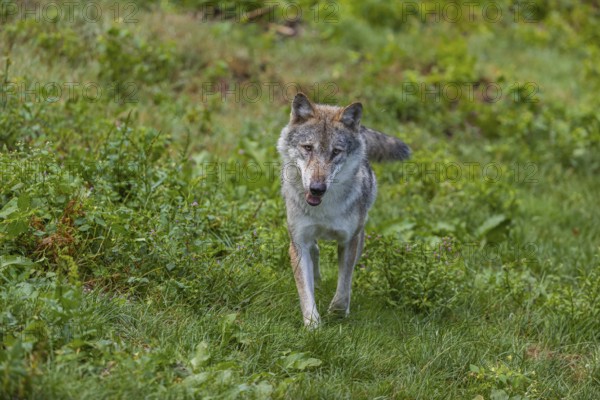 One adult eurasian gray wolf (Canis lupus lupus) walking through the green undergrowth at a forest edge