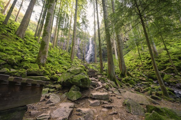 A tranquil forest with a small waterfall in the background, surrounded by moss-covered stones and tall trees, Burgbach Waterfall, Bad Rippoldsau-Schapbach, Black Forest, Germany, Europe