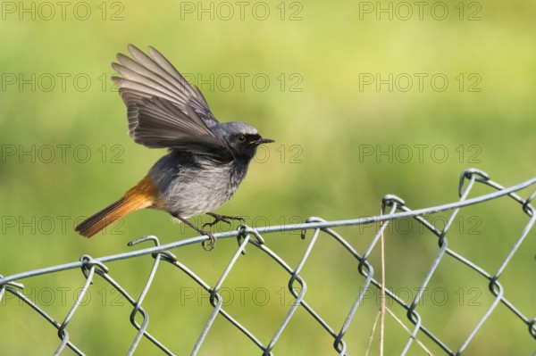 A redstart (Phoenicurus ochruros), male, with wings upstretched on a wire mesh fence against a green backdrop, Hesse, Germany, Europe