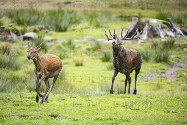 Red deer (Cervus elaphus) Rutting behaviour captive Germany