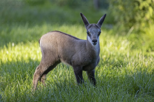 One young Chamois (Rupicapra rupicapra) standing on a fresh green meadow