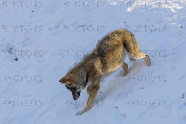 A young grey wolf (Canis lupus lupus) runs across a snow-covered meadow on a cold, sunny day