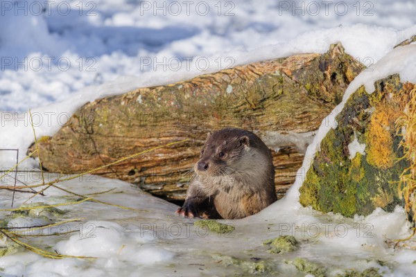 On a sunny day, an otter (Lutra lutra) leaves the river through a hole in the ice hidden under the root of a dead tree