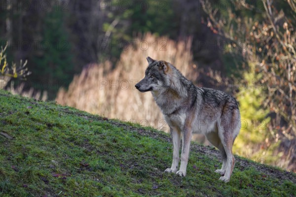 An adult male eurasian gray wolf (Canis lupus lupus) stands on a green meadow on hilly terrain