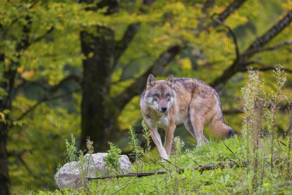 An adult male eurasian gray wolf (Canis lupus lupus) walks on a green meadow on hilly ground