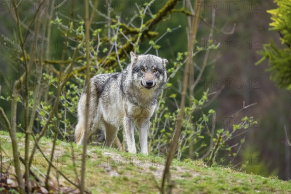 One eurasian gray wolf (Canis lupus lupus) stands on a hill, observing the area