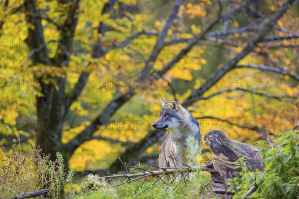 One eurasian gray wolf (Canis lupus lupus) sits on a small hill between logs and rocks with a colourful fall foliage in the background