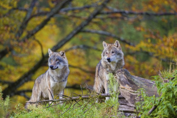 Two eurasian gray wolves (Canis lupus lupus) stand on a small hill between logs and rocks with a colourful fall foliage in the background