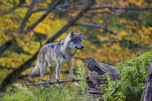 One eurasian gray wolf (Canis lupus lupus) stands on a small hill between logs and rocks with a colourful fall foliage in the background
