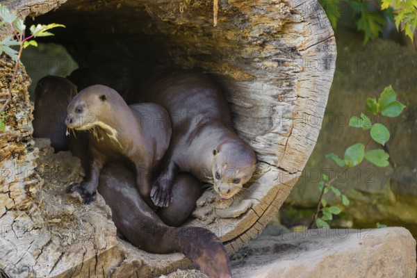A family of ggiant otter or giant river otter (Pteronura brasiliensis) rests in the shadow of a hollow tree stump