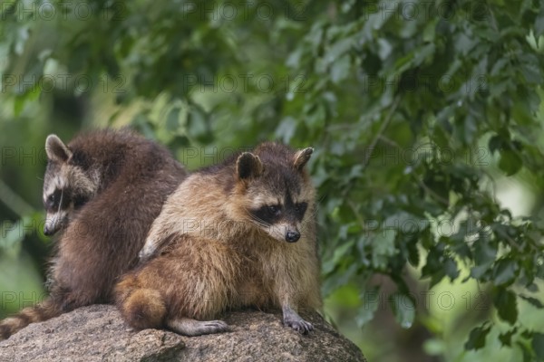 Two adult Raccoons, Procyon lotor, sitting on a rock, grooming themselves. Green vegetation in the background