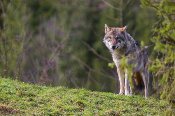 An adult female eurasian gray wolf (Canis lupus lupus) stands on a green meadow on hilly terrain