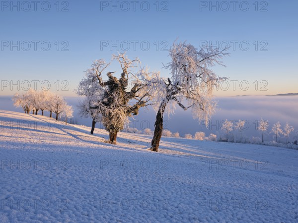 Trees in the rough in the light of the rising sun, behind the sea of fog over the Reuss valley, Beinwil, Freiamt, Horben, Canton Aargau, Switzerland, Europe