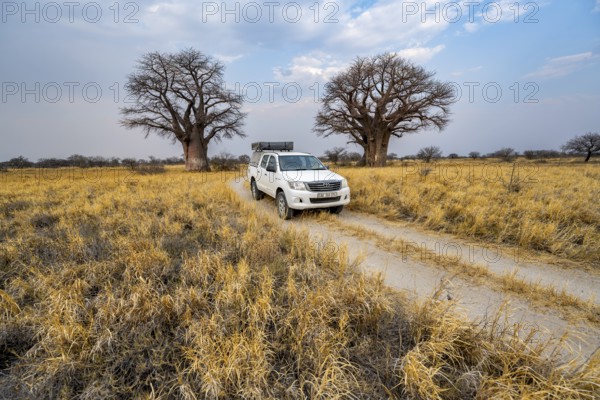 Off-road vehicle on a road, track between yellow dry grass leads to baobabs, Nxai Pan National Park, Botswana, Africa